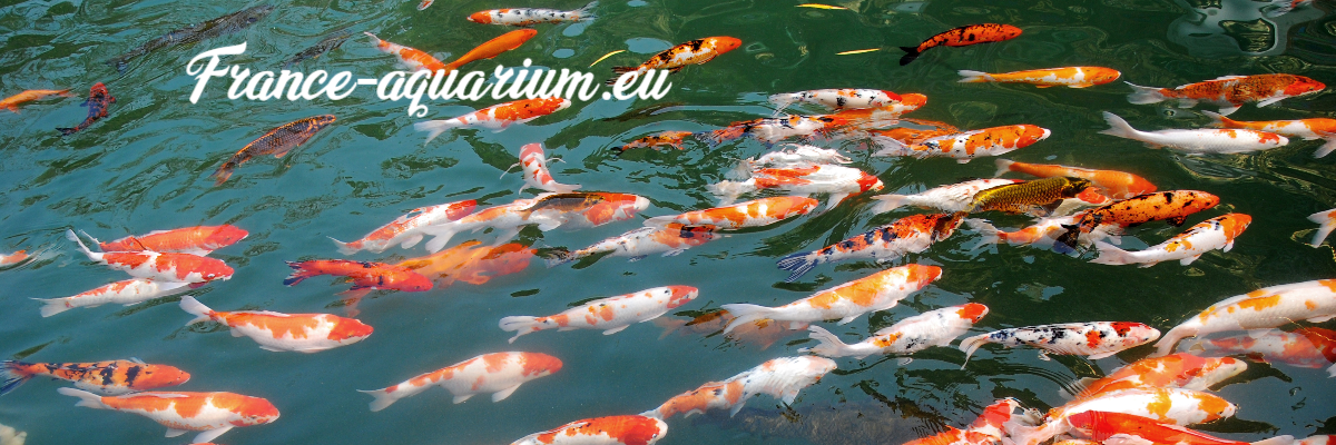 france-aquarium.eu